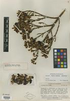 Holotype of Brachyotum campii Wurdack [family MELASTOMATACEAE]