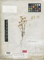 Isolectotype of Pegolettia senegalensis Cass. [family ASTERACEAE]