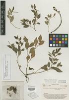 Isotype of Peperomia vitilevuensis Yunck. [family PIPERACEAE]