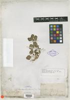 Isotype of Obione suckleyana Torr. ex A. Gray [family CHENOPODIACEAE]