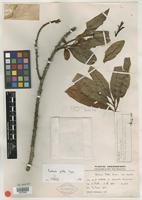 Isotype of Pouteria pullei Eyma [family SAPOTACEAE]