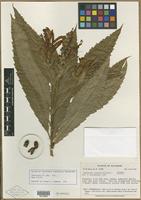 Isotype of Aphelandra cinnabarina Wassh. [family ACANTHACEAE]