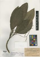 Isotype of Charpentiera australis Sohmer [family AMARANTHACEAE]