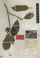 Type of Michelia chapensis Dandy [family MAGNOLIACEAE]