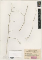 Type of Anthochlamys multinervis Rech. f. [family CHENOPODIACEAE]