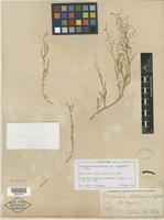 Isolectotype of Chenopodium leptophyllum var. subglabrum S. Watson [family CHENOPODIACEAE]