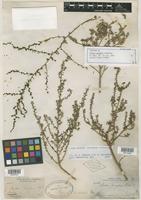 Isotype of Dondia palmeri Standl. [family CHENOPODIACEAE]