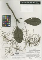 Isotype of Charpentiera tomentosa var. tomentosa [family AMARANTHACEAE]