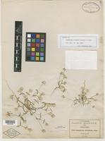 Isotype of Gomphrena pringlei J. M. Coult. & Fisher [family AMARANTHACEAE]