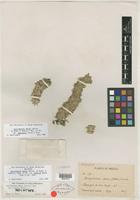 Holotype of Guilleminea densa var. humilis Mears [family AMARANTHACEAE]