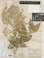 Isotype of Iresine pringlei S. Watson [family AMARANTHACEAE]