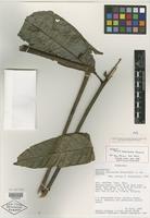 Isotype of Talisia amaruayana Steyerm. [family SAPINDACEAE]