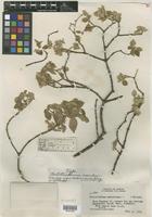 Type of Nototrichium sandwicense var. mauiense O. Deg. & Sherff [family AMARANTHACEAE]