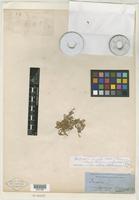Type of Philoxerus wrightii Hook. f. [family AMARANTHACEAE]
