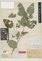 Syntype of Colignonia glomerata var. boliviana Heimerl [family NYCTAGINACEAE]