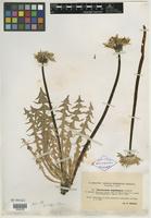 Type of Taraxacum aequilobum Dahlst. [family ASTERACEAE]