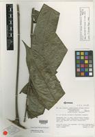 Holotype of Talisia tiricensis Steyerm. & Maguire [family SAPINDACEAE]