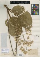 Isolectotype of Ainsliaea elegans Hemsl. [family ASTERACEAE]