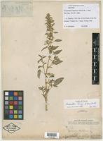 Isotype of Amaranthus bigelovii Uline & W. L. Bray [family AMARANTHACEAE]