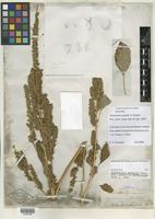 Isotype of Amaranthus powellii S. Watson [family AMARANTHACEAE]