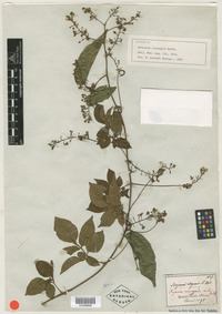 Filed as Serjania corrugata Radlk. [family SAPINDACEAE]