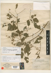 Syntype of Serjania confertiflora var. dasycephala Radlk. [family SAPINDACEAE]