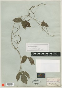 Lectotype of Serjania tenuis Radlk. [family SAPINDACEAE]