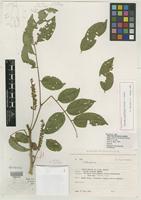 Holotype of Abarema centiflora Barneby & J. W. Grimes [family MIMOSACEAE]