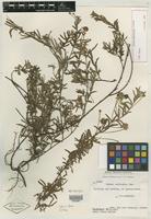 Holotype of Mimosa pedersenii Barneby [family MIMOSACEAE]