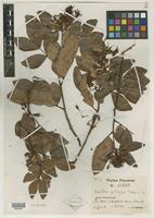 Type of Maniltoa psilogyne Harms [family CAESALPINIACEAE]