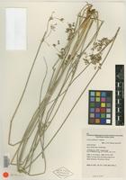 Isotype of Juncus continuus L. A. S. Johnson [family JUNCACEAE]
