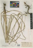Type of Carex sheldonii Mack. [family CYPERACEAE]