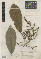 Isotype of Melanochyla elmeri Merr. [family ANACARDIACEAE]