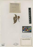 Holotype of Banisteria sellowiana f. grandifolia Nied. [family MALPIGHIACEAE]