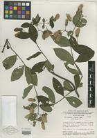 Isotype of Banisteriopsis calcicola B. Gates [family MALPIGHIACEAE]