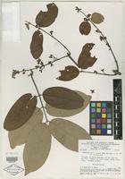 Isotype of Banisteriopsis lyrata B. Gates [family MALPIGHIACEAE]
