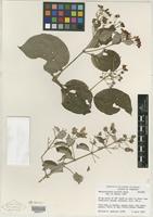 Isotype of Banisteriopsis pulchra B. Gates [family MALPIGHIACEAE]