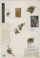 Isotype of Amaranthus minimus Standl. [family AMARANTHACEAE]