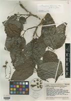 Isotype of Homalium anzoateguiense Steyerm. [family FLACOURTIACEAE]