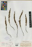 Holotype of Notholaena inaequalis var. pilosa Kuntze [family PTERIDOPHYTE]
