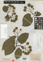 Type of Adina mollifolia Hutch. [family RUBIACEAE]