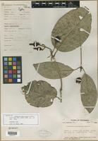 Isotype of Coussarea macrocalyx Standl. [family RUBIACEAE]