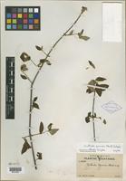 Isotype of Guettarda gaumeri Standl. [family RUBIACEAE]