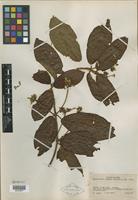 Isotype of Guettarda comata Standl. [family RUBIACEAE]