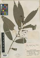 Type of Ixora nienkui Merr. & Chun [family RUBIACEAE]