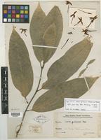 Syntype of Ixora guluensis Val. ex Merr. [family RUBIACEAE]