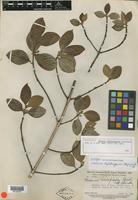 Holotype of Malanea tafelbergensis Steyerm. [family RUBIACEAE]