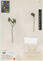 Holotype of Verbena brasiliensis var. subglabrata Moldenke [family VERBENACEAE]
