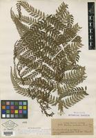 Isotype of Polystichum platyphyllum var. kurtziana Hicken [family PTERIDOPHYTE]
