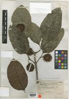 Type of Sarcocephalus ovatus Elmer [family RUBIACEAE]